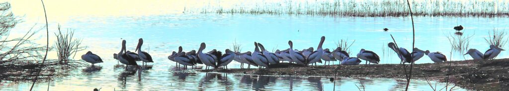 Pelican Point Darren Palmer