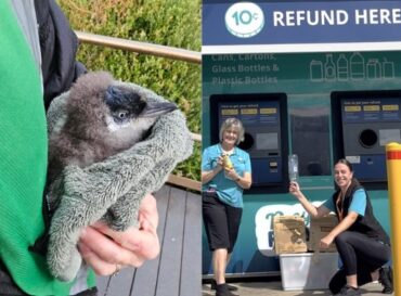 How Swirl Is Helping Protect A Vulnerable Penguin Colony