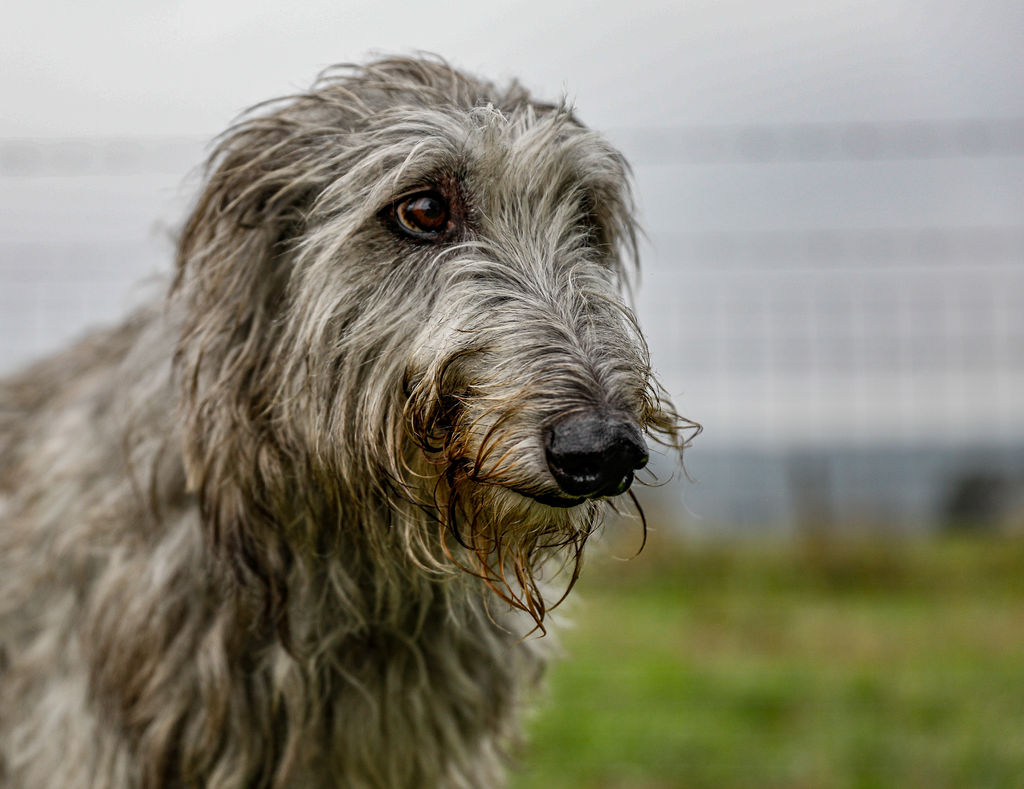 Travelling With Pets? Bpro Expands 22 Pet-friendly Stays Across Australia And New Zealand