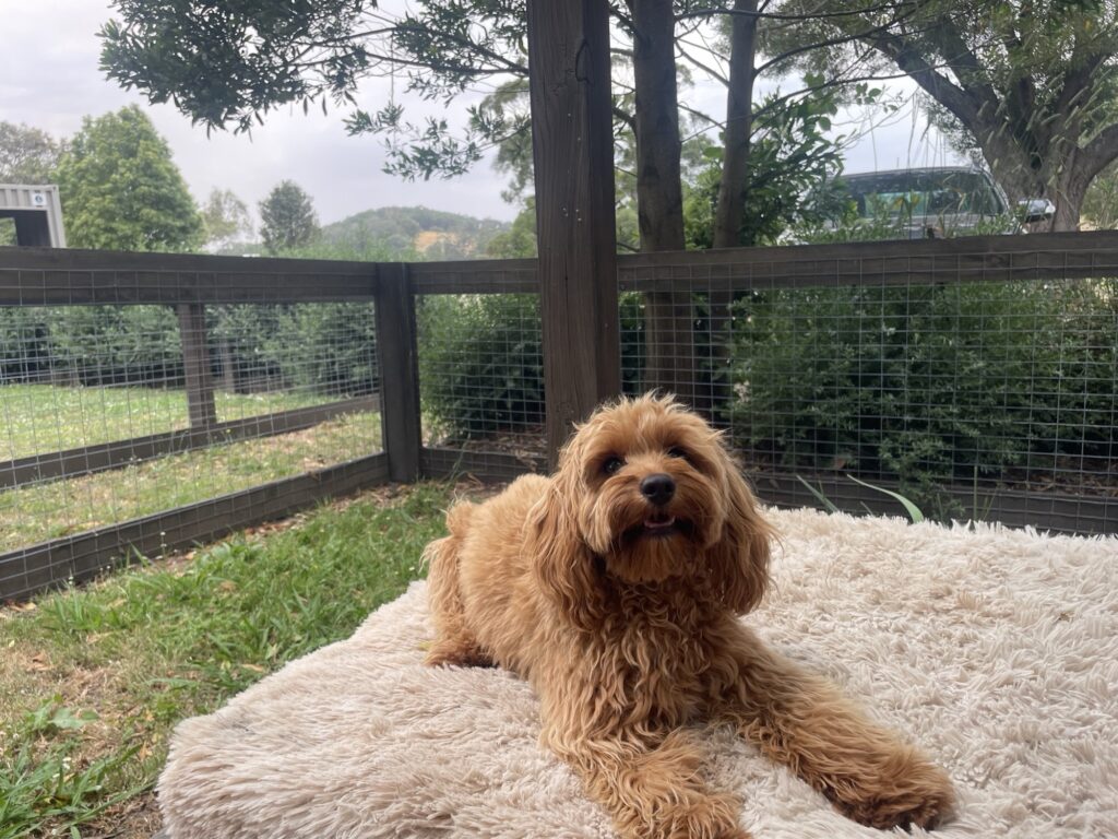 Forrest Pet Friendly Accom