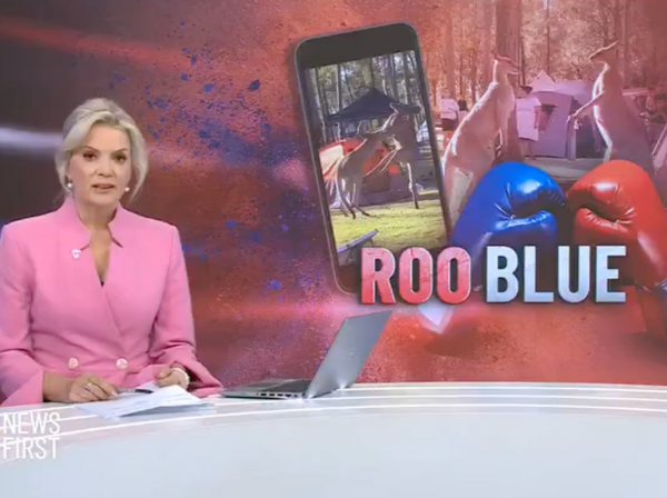 Roo Blue! Kangaroo brawl at Lake Wivenhoe Campground goes viral worldwide