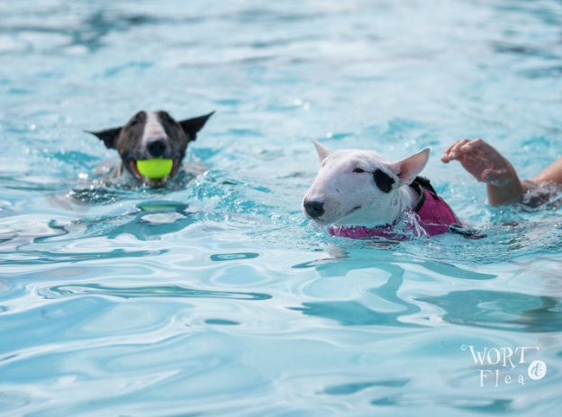 Dogs dive in for end-of-season splash