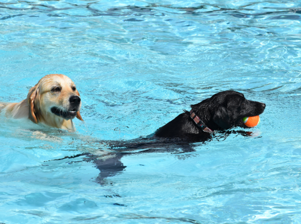Local Dogs Make a Splash at Swan Hill Outdoor Pool
