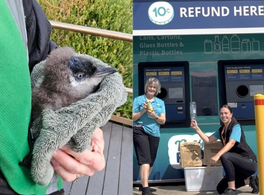How SWIRL is helping protect a vulnerable penguin colony