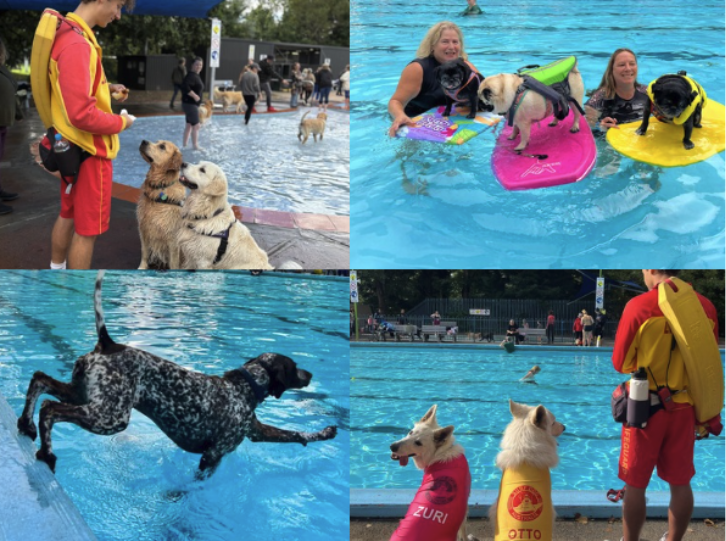 Dogs take over for end-of-season splash